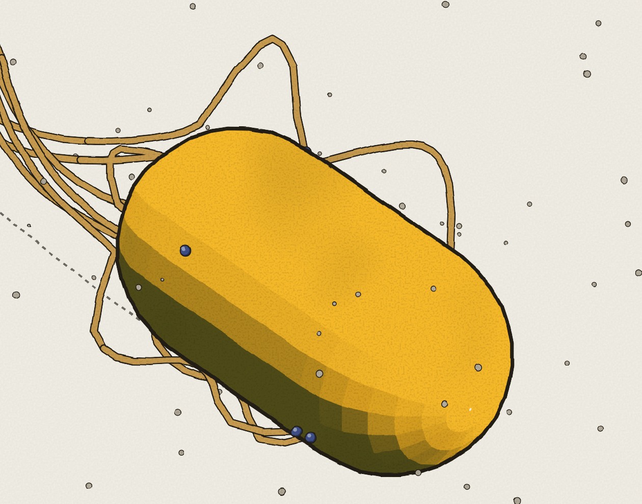 An E. coli cell, drawn at true size with its flagella trailing behind it as it swims