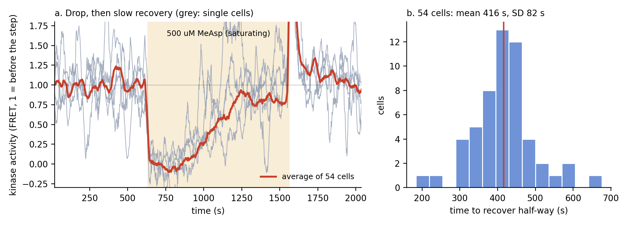 Left: kinase activity over time, falling when attractant is added and recovering; right: histogram of recovery times