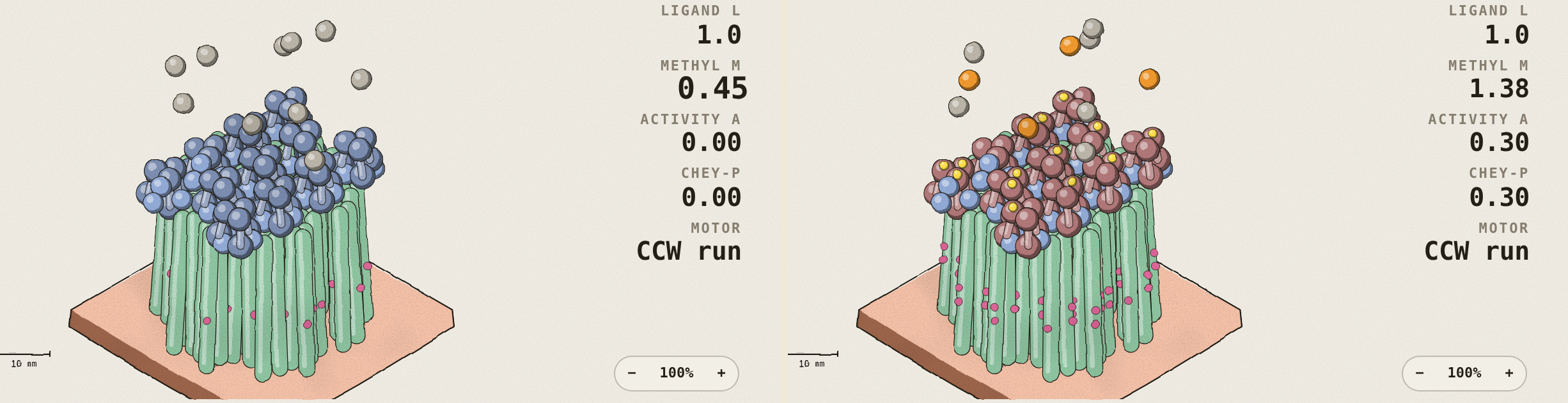 Two views of the receptor cluster drawn at true size: left just after attractant arrives, right once adapted
